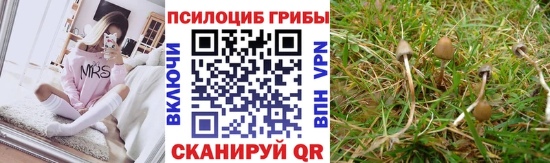 купить закладку Правдинск Галлюциногенные грибы прущие грибы
